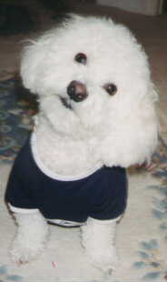 Hundar