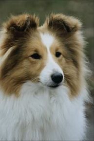 Hundar
