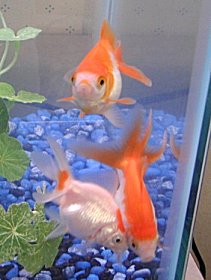 Fiskar
