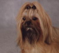Hundar