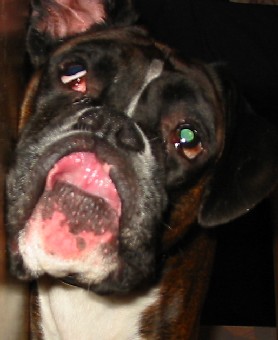 Hundar