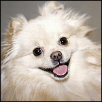Hundar