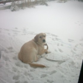 Hundar