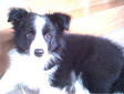 Hundar