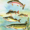 Fiskar