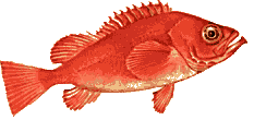 Fiskar