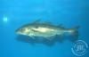 Fiskar