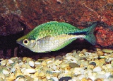 Fiskar