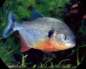 Fiskar