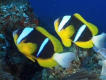 Fiskar
