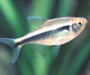 Fiskar