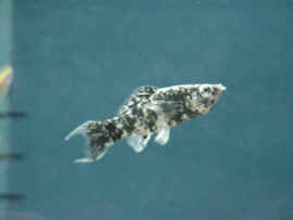 Fiskar