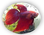 Fiskar