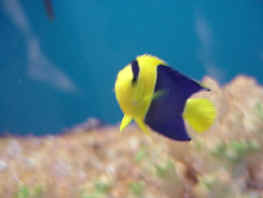 Fiskar