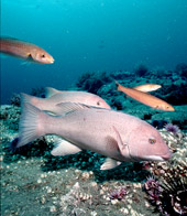 Fiskar