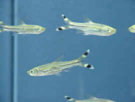 Fiskar