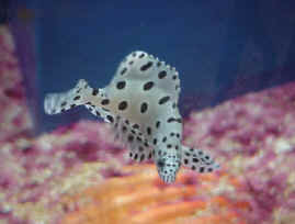 Fiskar