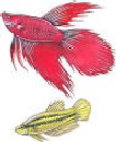 Fiskar