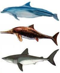 Fiskar