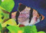Fiskar