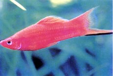 Fiskar