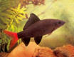 Fiskar