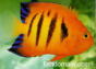 Fiskar