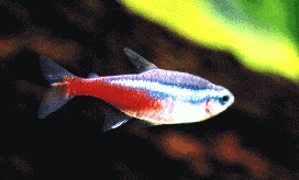 Fiskar