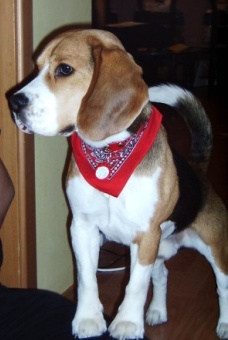 Hundar