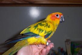 Fuglar