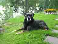 Hundar