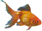 Fiskar