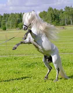 Hestar