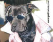 Hundar