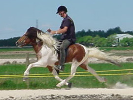 Hestar