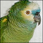 Fuglar