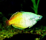 Fiskar