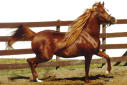 Hestar