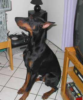 Hundar