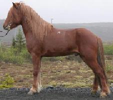 Hestar