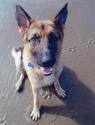 Hundar