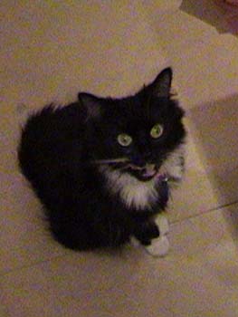 Kettir