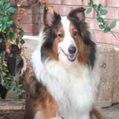 Hundar