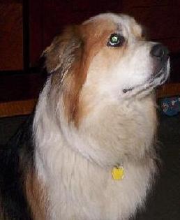 Hundar