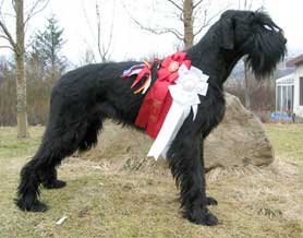 Hundar
