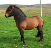 Hestar
