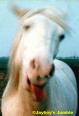 Hestar