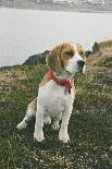 Hundar
