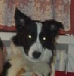 Hundar