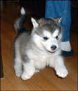 Hundar